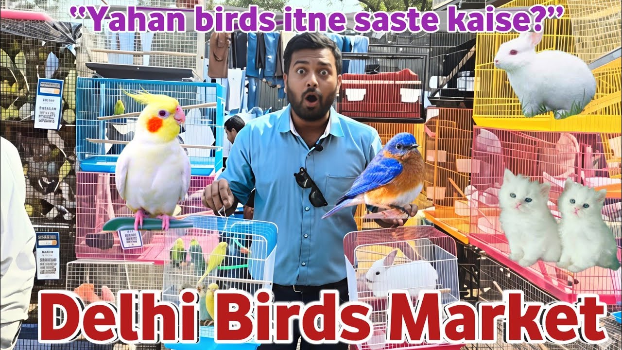 Delhi birds market | lal kila birds market 2026 | 