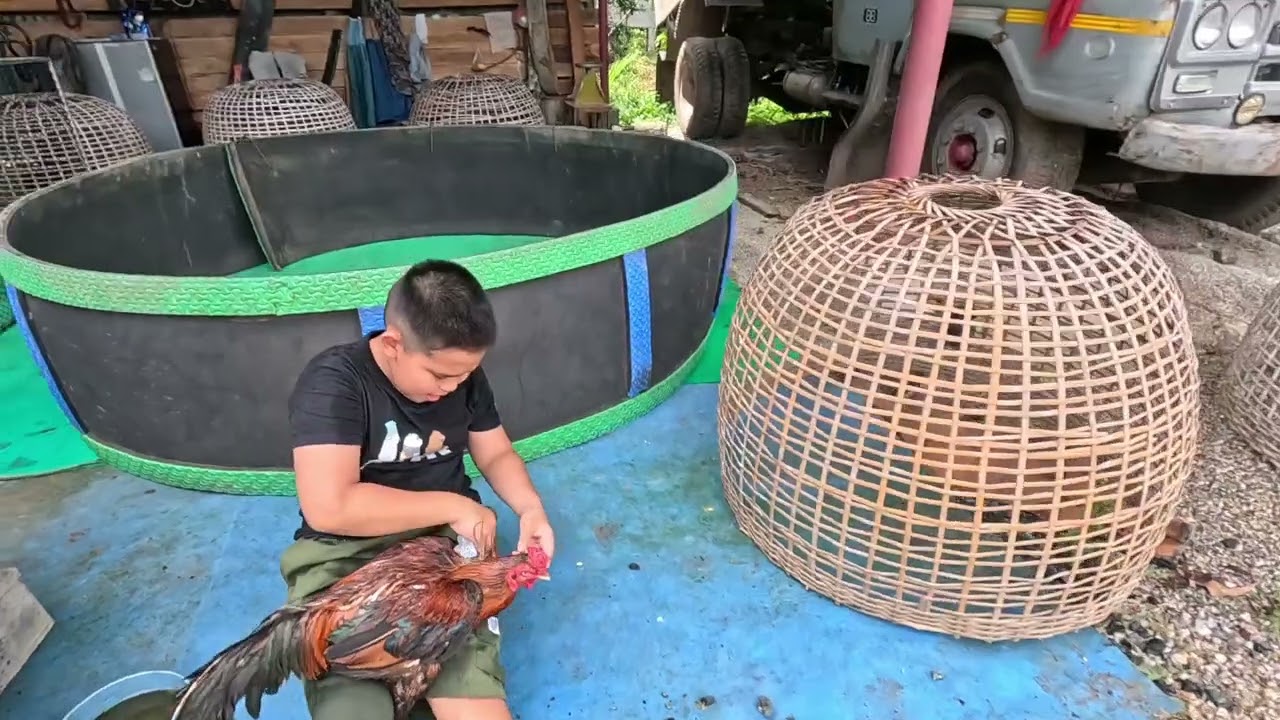ไก่ชนเงินแสน#กาดน้ำไก่ให้สบายตัว#