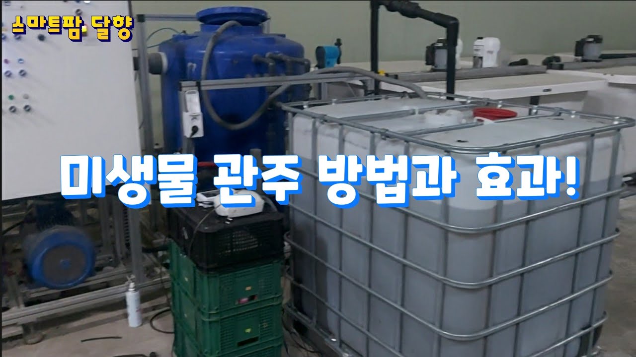 스마트팜 달향의 미생물 관주 방법과 5회 관주후 결과보고!
