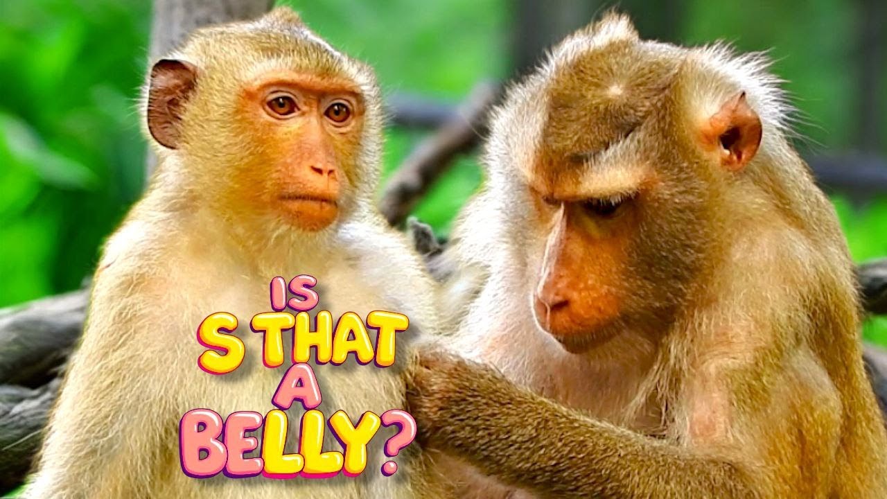 Rainbow Felt Lonely Until Mom Stepped In | Monkey Family Bonding Moment