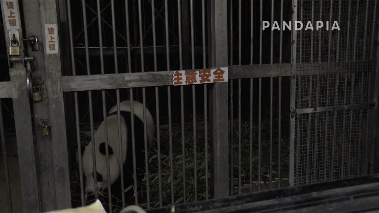 pandapia 20140327-A0904-飼養工作-愛浜在籠子裏