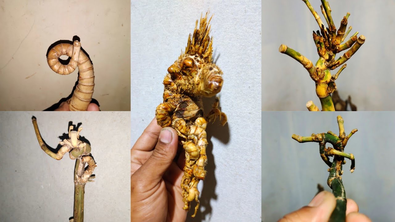 Bambu Unik Langka Terjepit Jepit Dan Review Bambu Unik Asli Alami