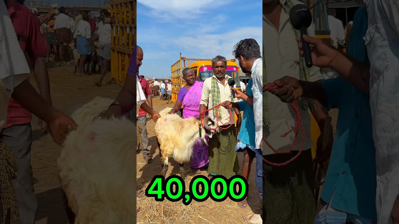 Gudur Sheep market 