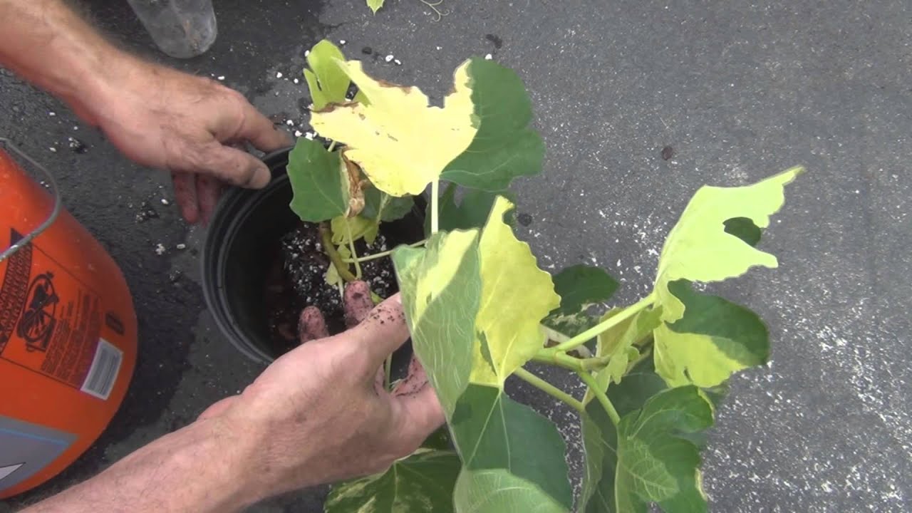 Jolly Tiger Fig Tree Air Layer Removal