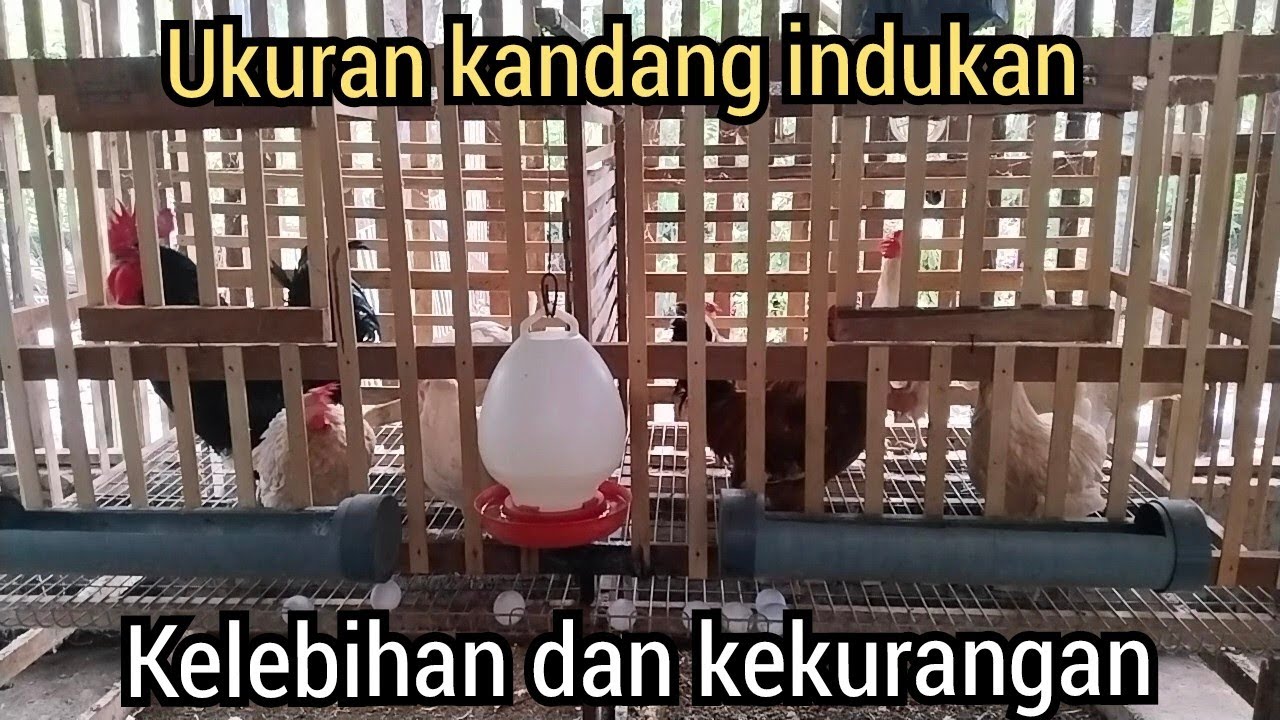 Review Ukuran Kandang Panggung Indukan Kombinasi Maggot BSF