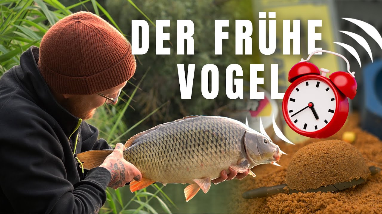 Früh aufstehen lohnt sich! Method Feeder auf Karpfen