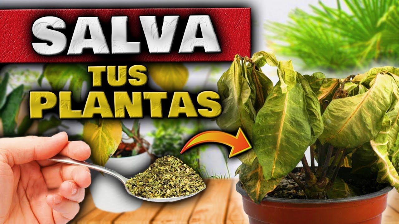 RESUCITA PLANTAS ENFERMAS o MARCHITAS en MINUTOS!! Cura las HOJAS AMARILLAS | Abono Casero Natural