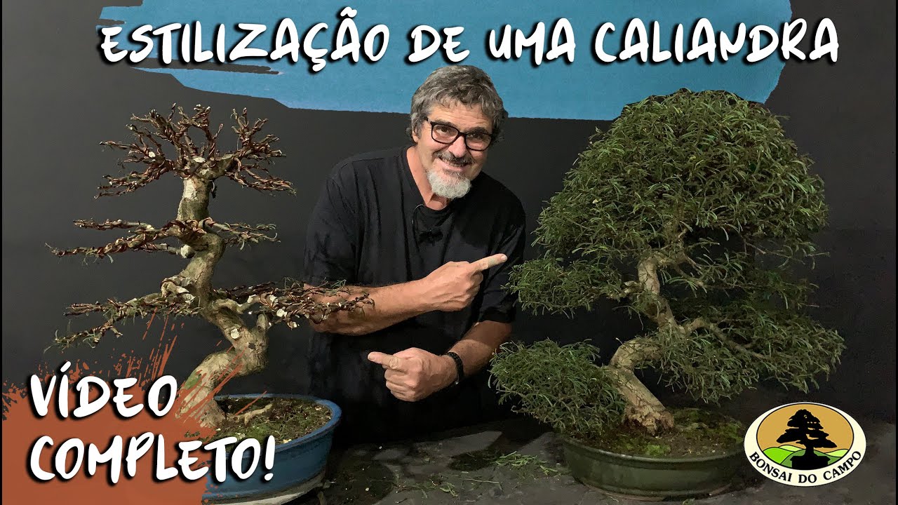 ESTILIZAÇÃO DE UMA CALIANDRA