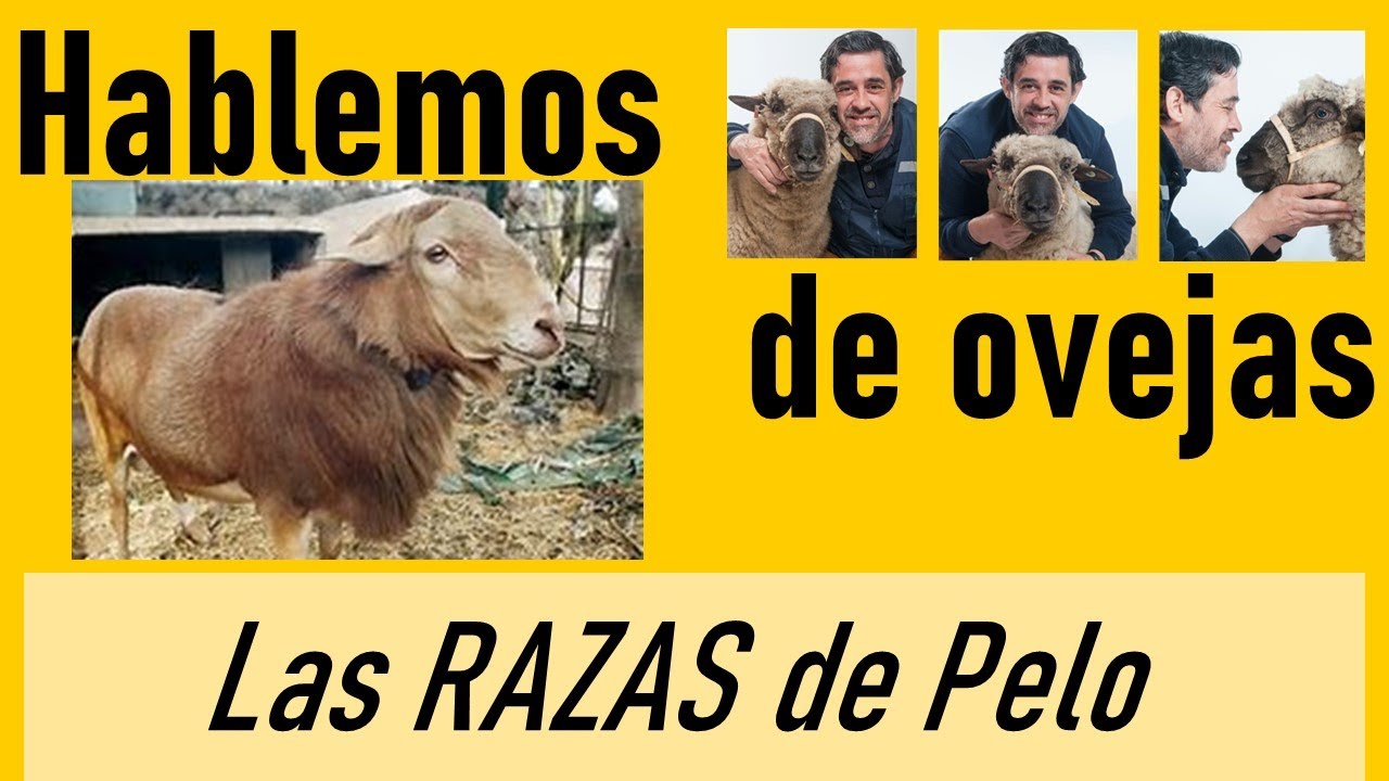 La revolución de las ovejas sin lana