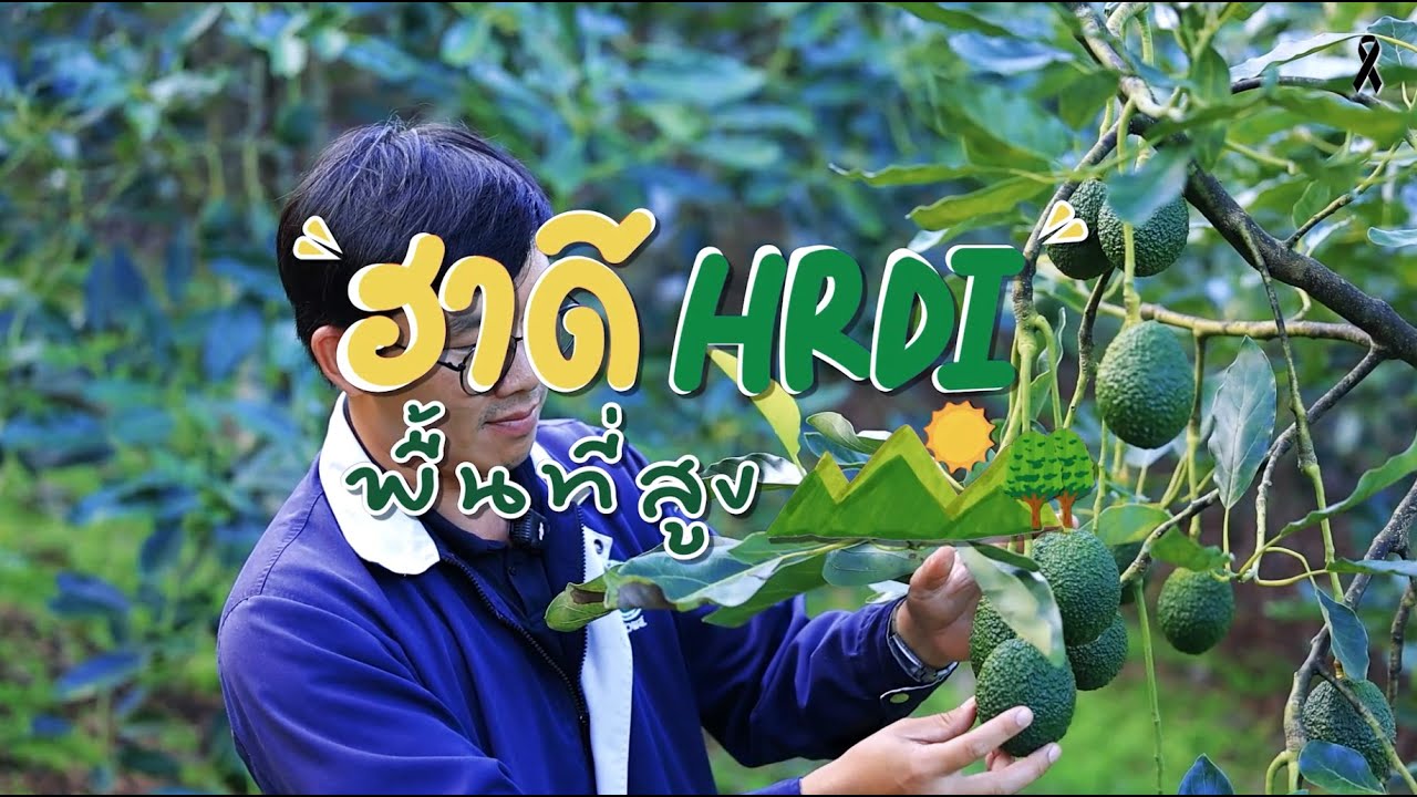 [EP.10] Семена надежды: Авокадо преображает Хайленд | HRDI Хайлендс | Программа HRDI