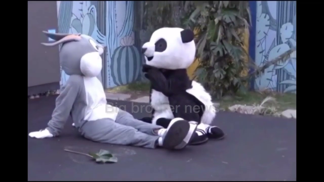 Barsaleta e lepurit#bigbrotheralbaniavip