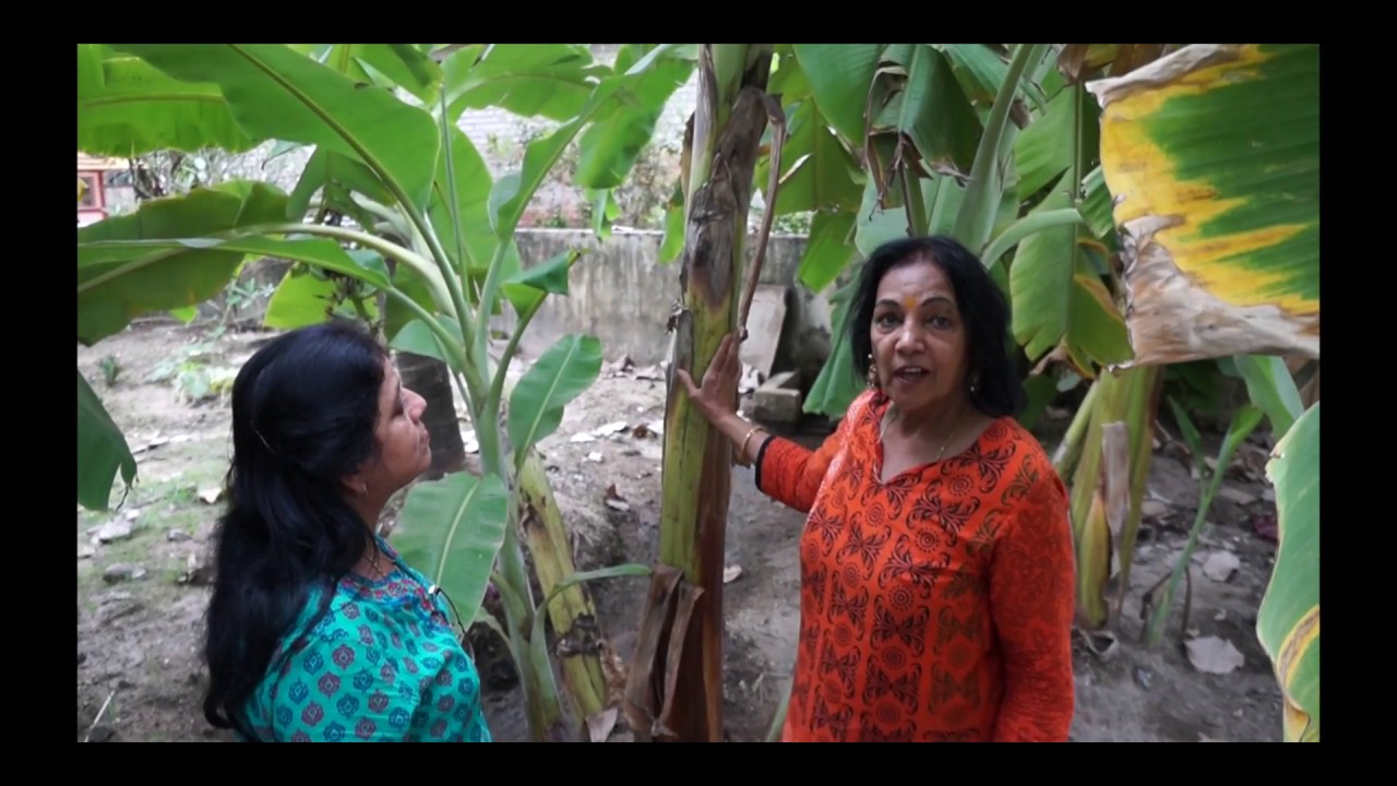 The many uses of Banana Plant