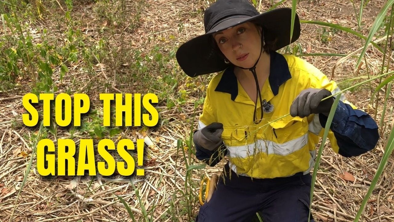 How to Remove Johnson Grass Before It Seeds (Timing Matters)