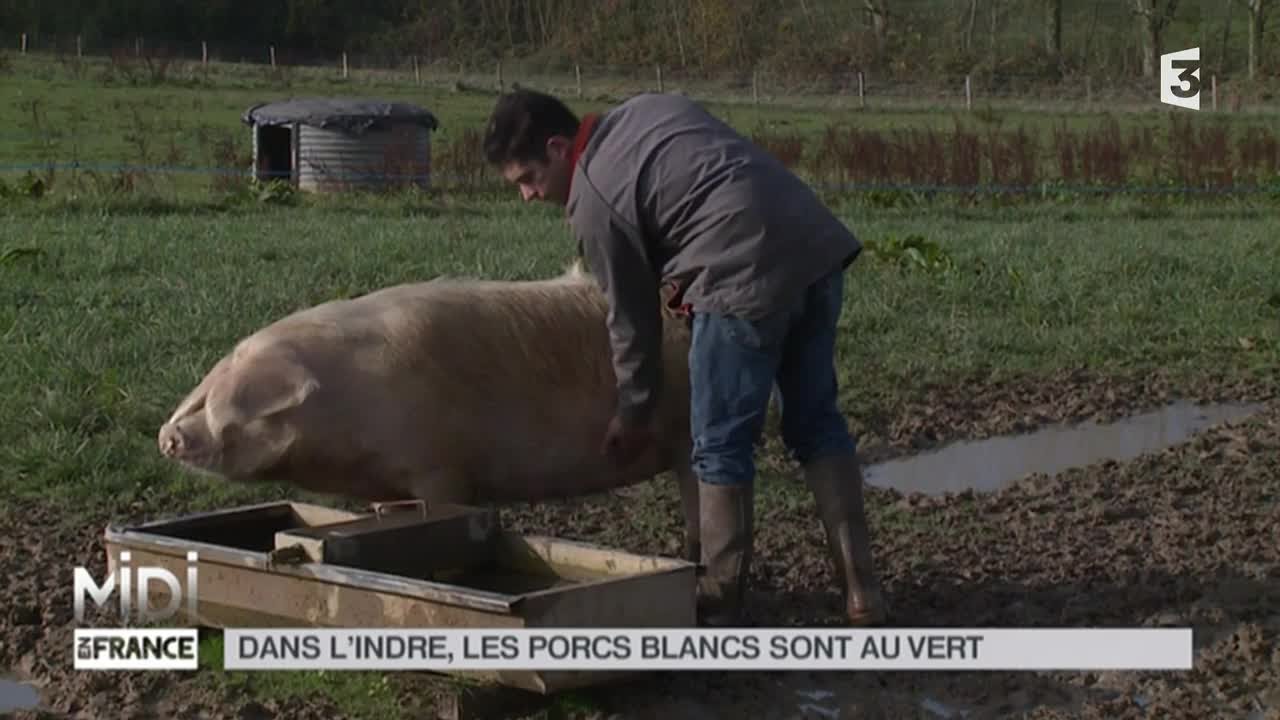 LE FEUILLETON : Dans l'Indre, les porcs blancs sont au vert