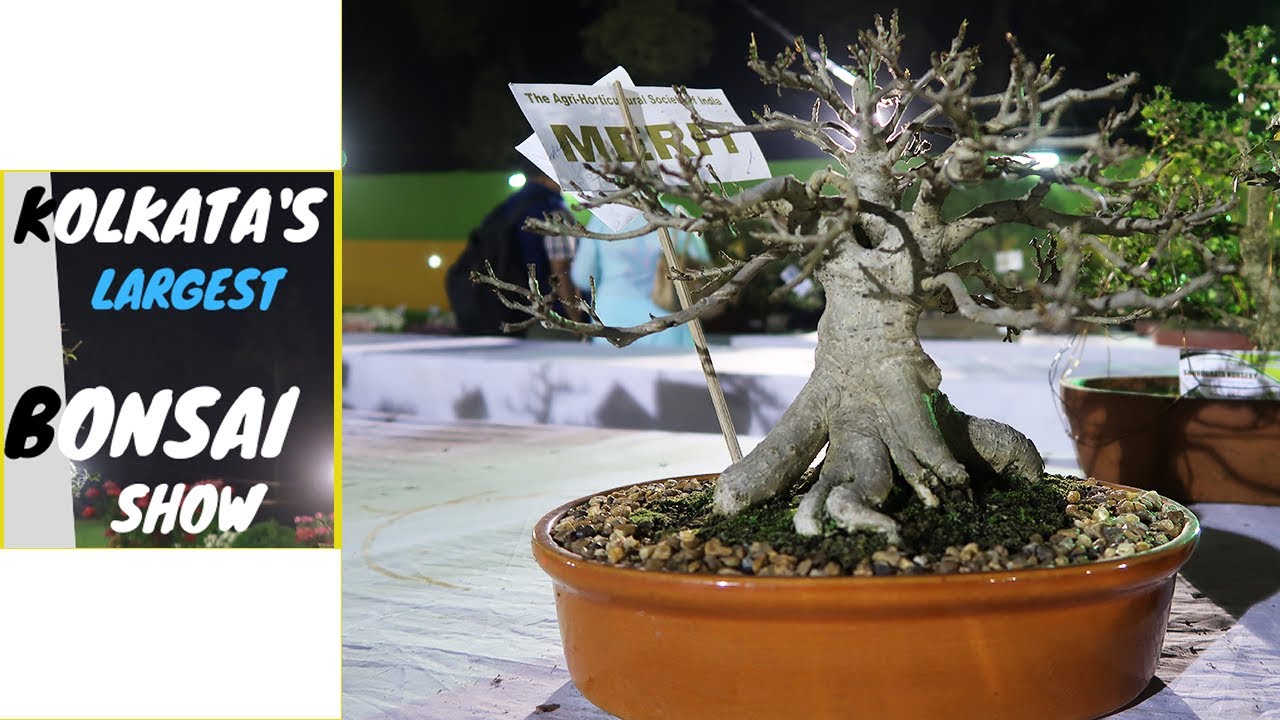 Bonsai Exhibition | Kolkata’s Largest Bonsai Show