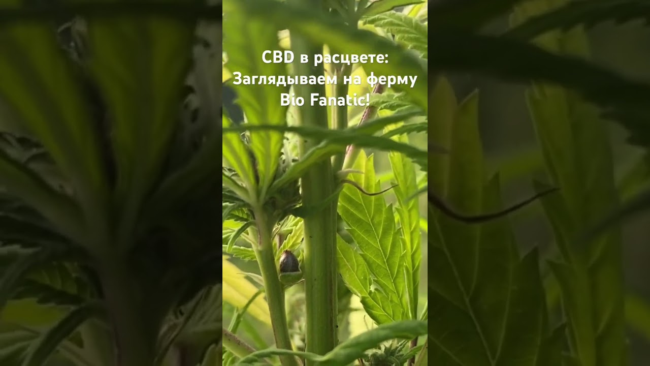 CBD в расцвете: Заглядываем на ферму Bio Fanatic!