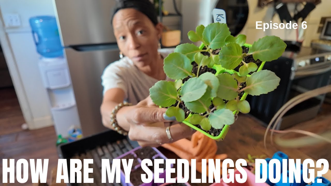 Spring Me Please (6) | Seed Starting Station Tour | Seedling Update | Up-Potting & Leggy Seedlings