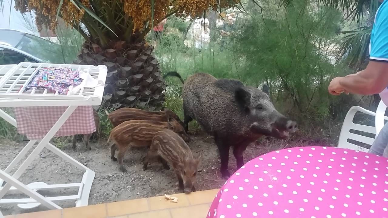 Petit déjeuner avec une femelle sangliers et ces 5 marcassins