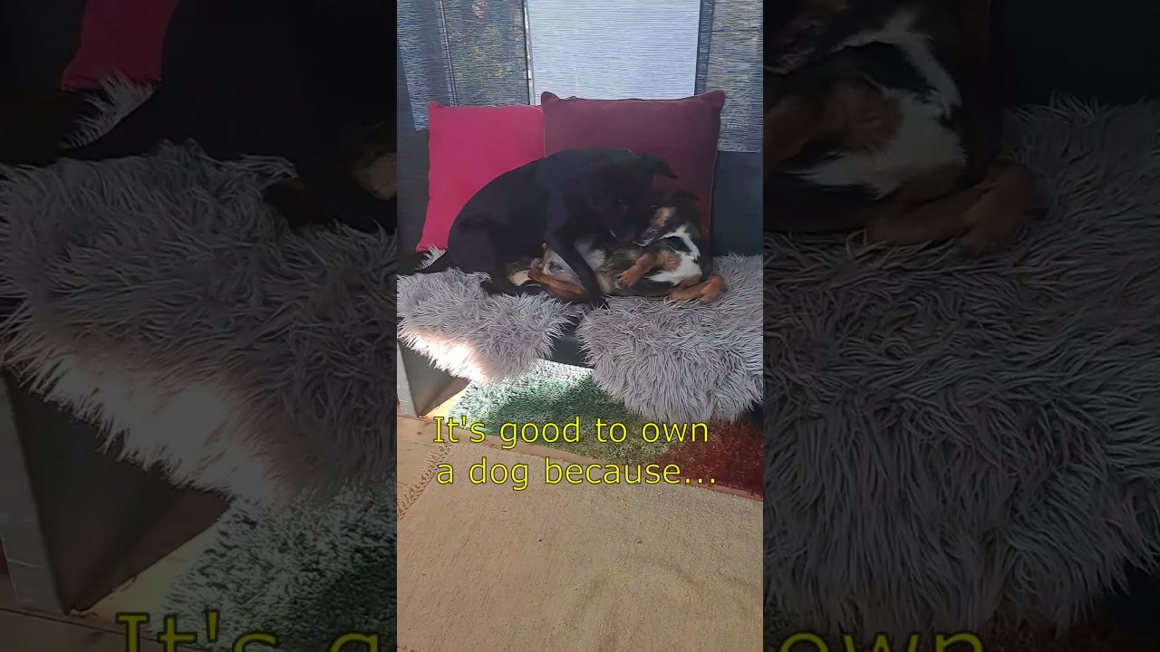 Funny Dog Quotes @ MotleyHoundMansion - Riding into the sun - Telecasted #dog #quotes