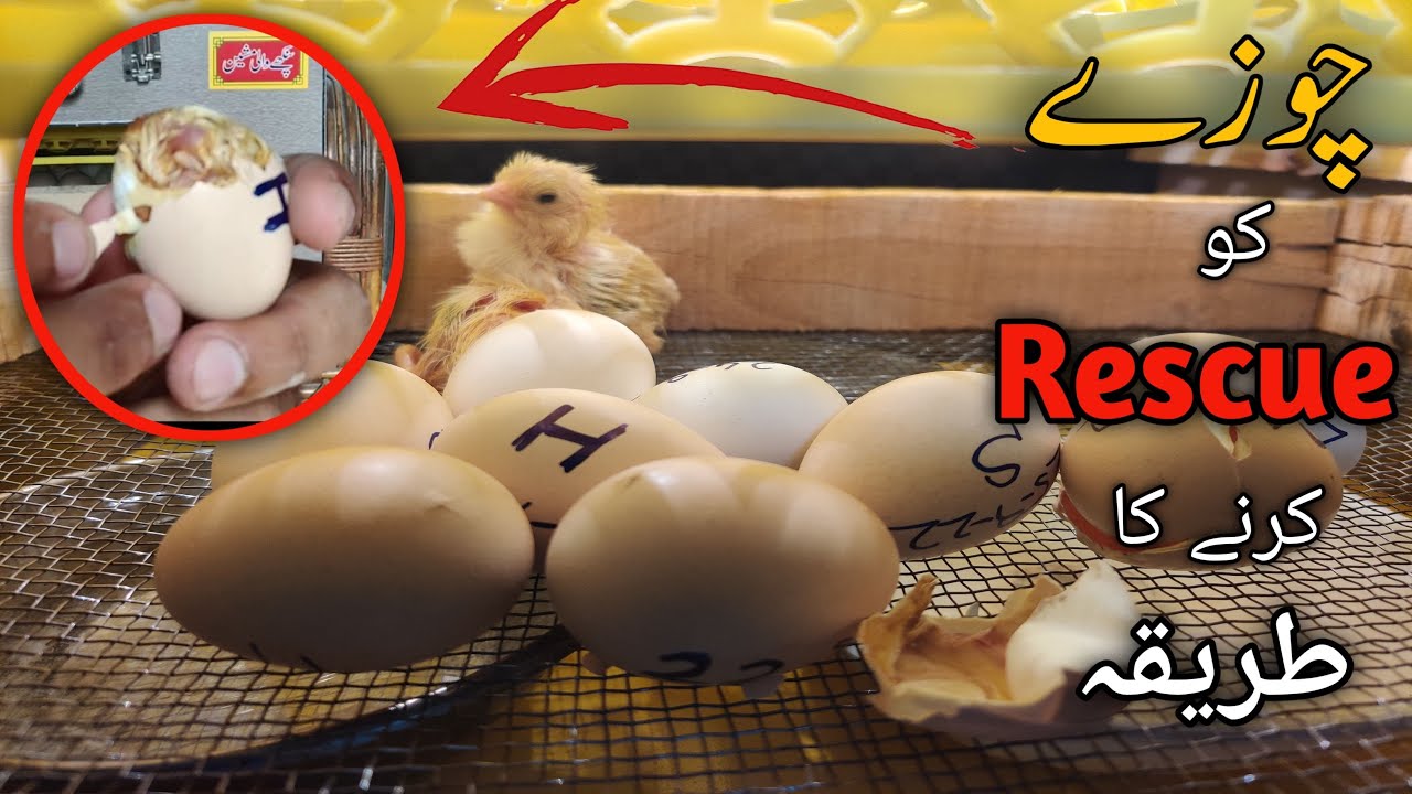 Egg Rescue | How to rescue a chick from egg | Easy way to Rescue the stucked Chick | Ahmad Farming
