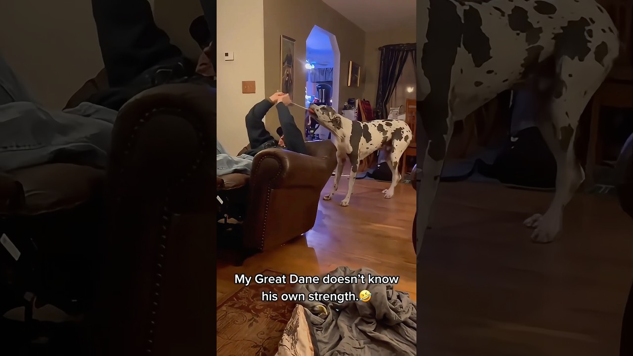 Great Danes are funny 🤣😂🐶#dog #fyp #foryou #pet #dogsoftiktok #funnydog #funnydog #tiktok