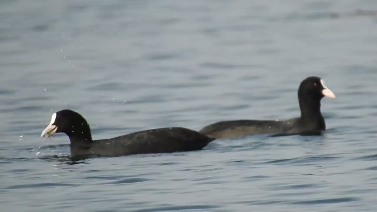 Common coot