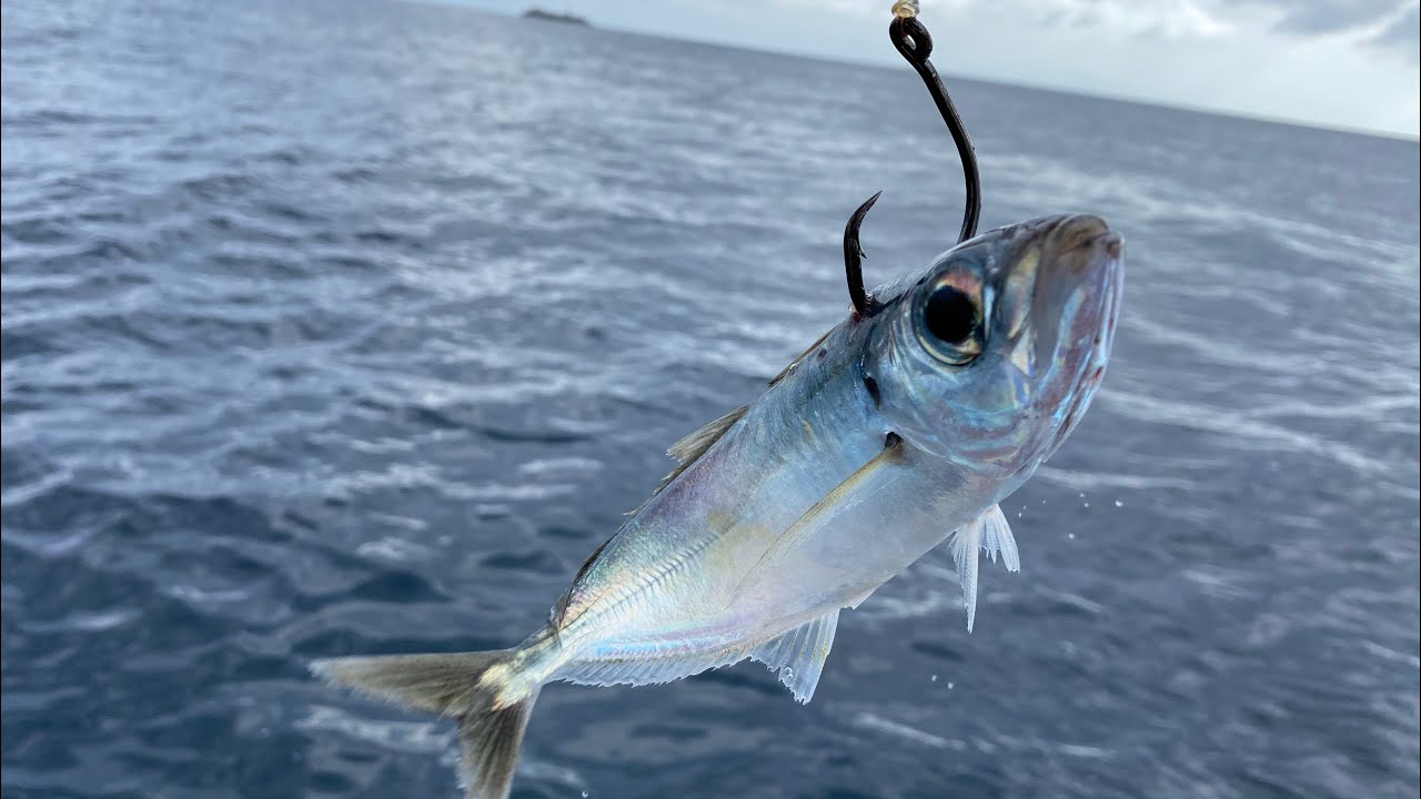 Pesca con CARNADA VIVA // La mejor carnada  para pesca en agua salada!