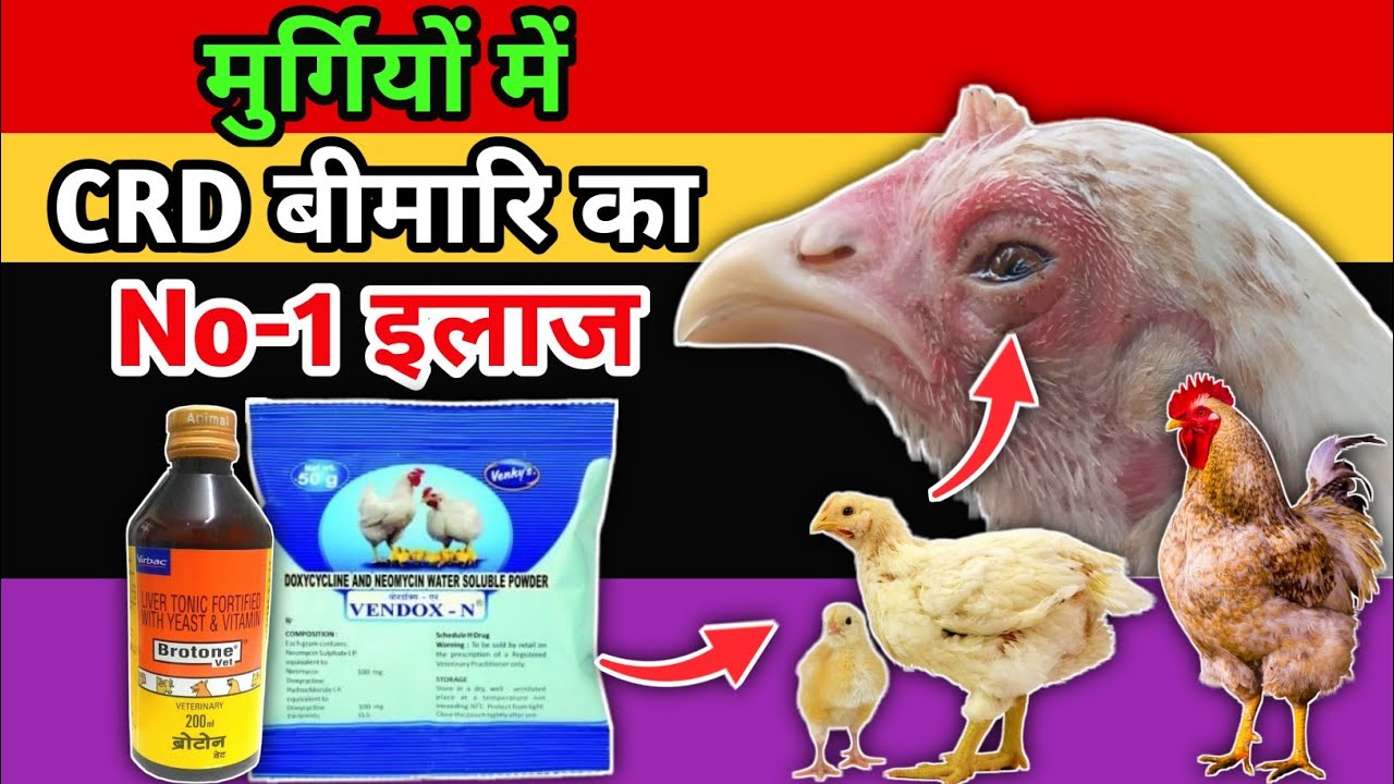 मुर्गी को सर्दी, खांसी और CRD बीमारी से बचाने का No-1 इलाज👌| CRD Disease Treatment | Desi Murgi
