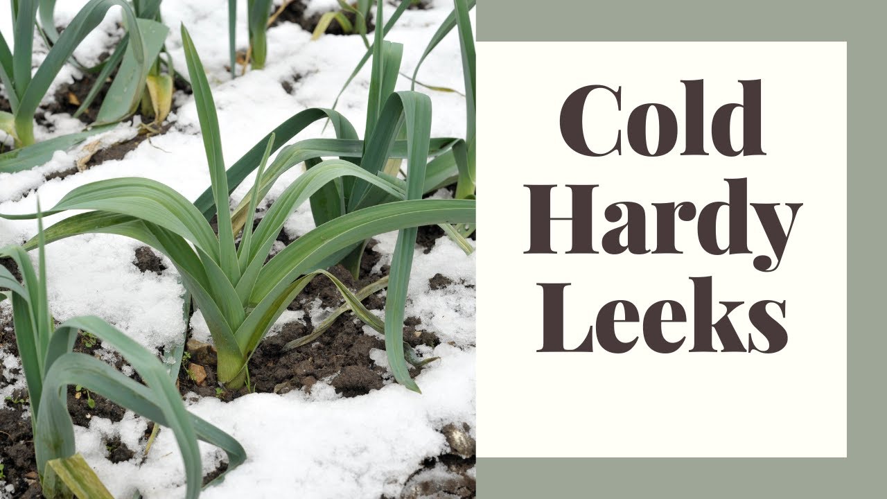 Grow Great Leeks: Hardy Cold Weather Crop