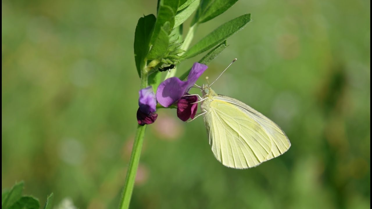 Leguminosen van Thailand : De specificiteit van tropische leguminose-rhizobia symbioses