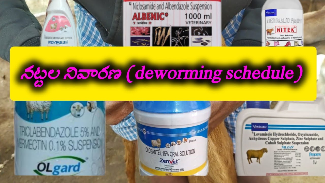 Deworming schedule for sheeps #asmr #sheepfarming  #deworming #schedule #jaijawanjaikisan