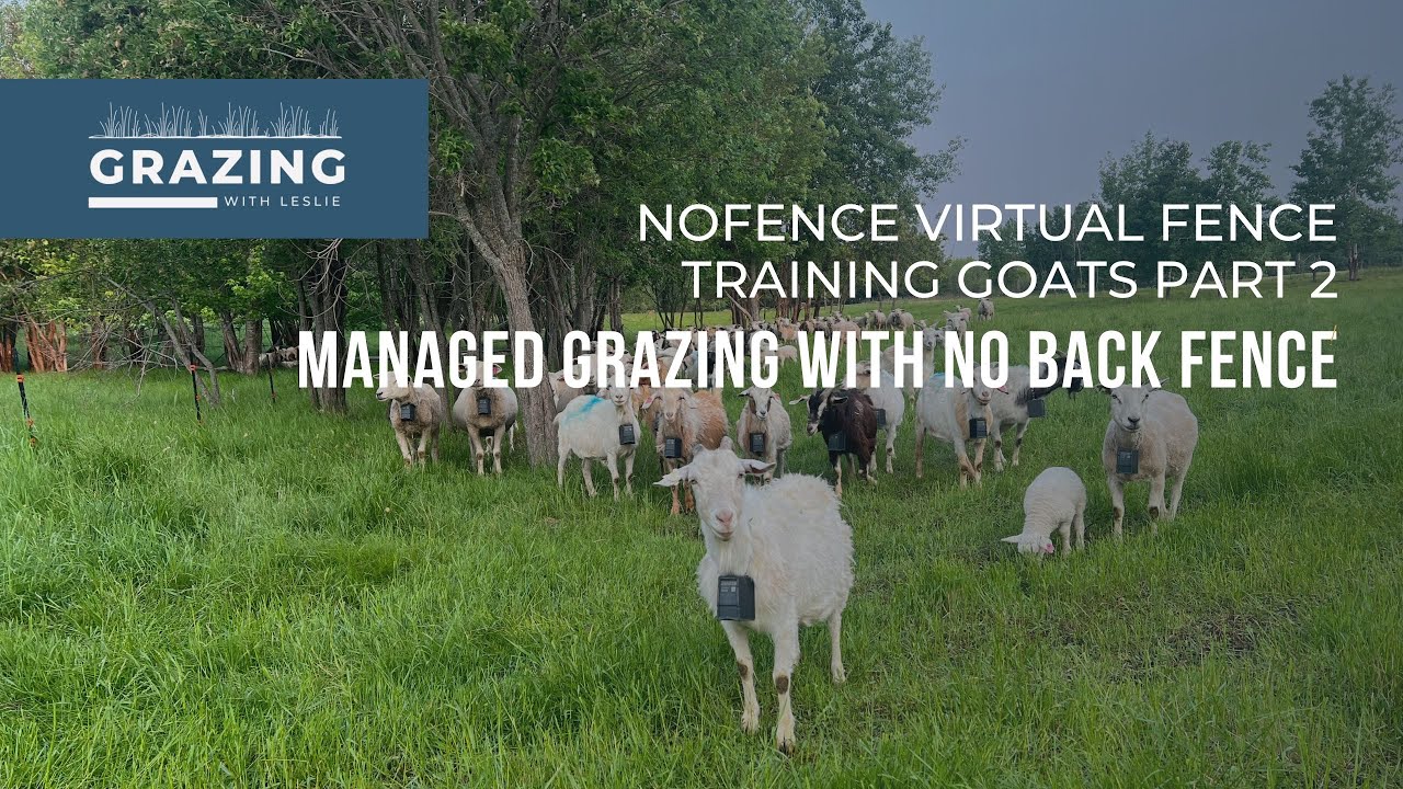 [PT 3] Nofence virtual fencing training with managed grazing, no back fence