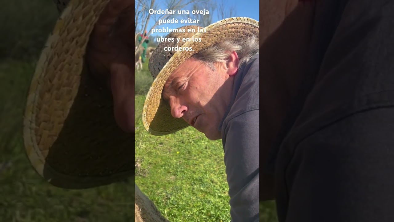 Orde&ntilde;ar una oveja para evitar problemas en sus ubres!