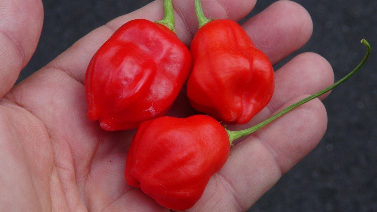 ⟹ Aji Rainforest Pepper | Capsicum baccatum | Pod Review