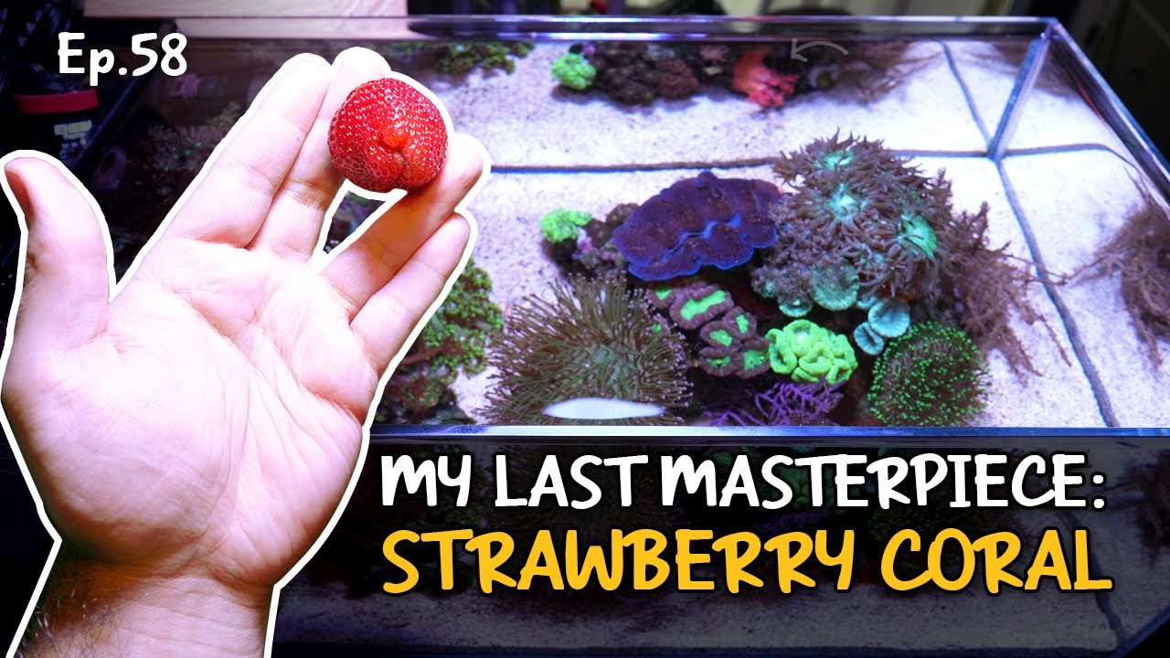 The hardest coral to keep in my nano? | Ep.58