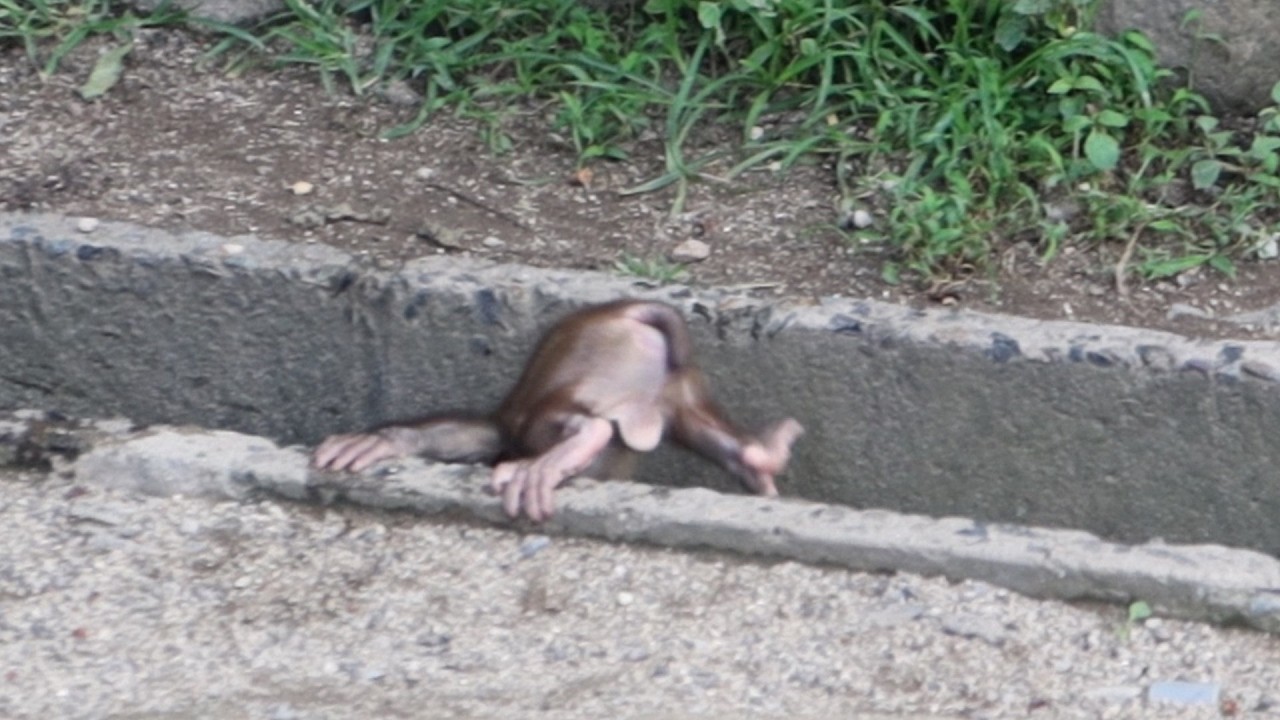 Срочные новости: Переизбыток потерявшихся детенышей обезьян! Вы не поверите этой милоте! / monpai mo