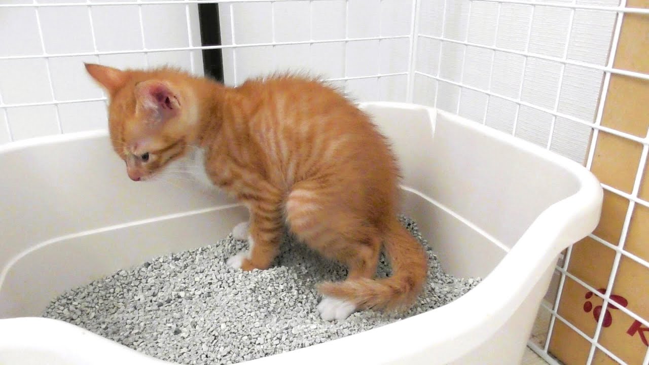 ※閲覧注意 固いカリカリを食べてすぐウンチしたくなっちゃう子猫【生後５１日】