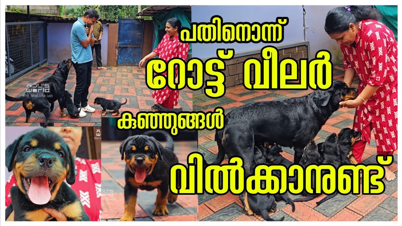 Too top quality Rottweiler Puppies /Dogs /Rottweiler Puppies Available /Pets 