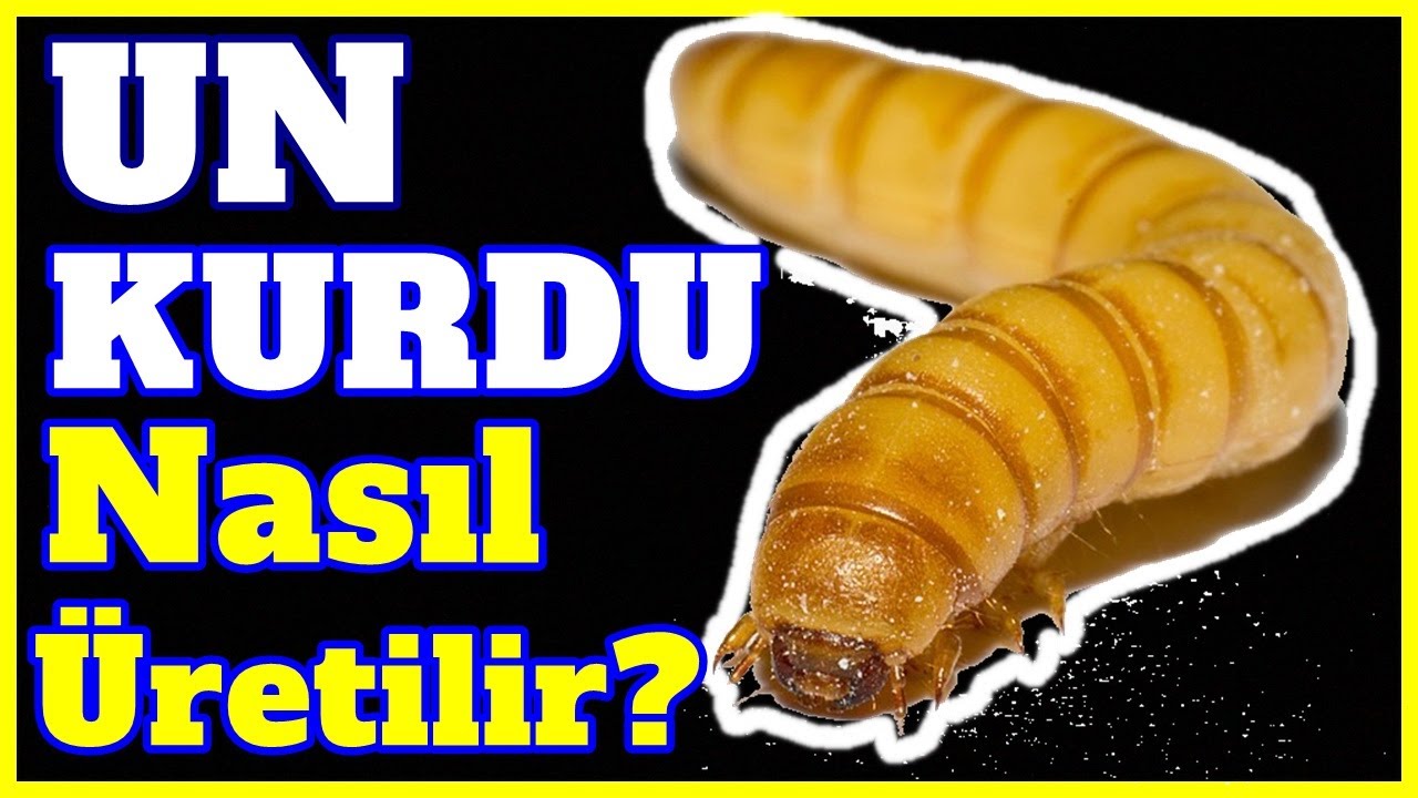 UN KURDU NASIL ÜRETİLİR ? TAVUKLAR İÇİN CANLI YEM !!! MEALWORM