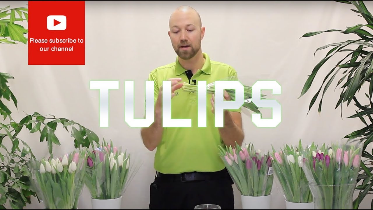 Tips and tricks Tulips