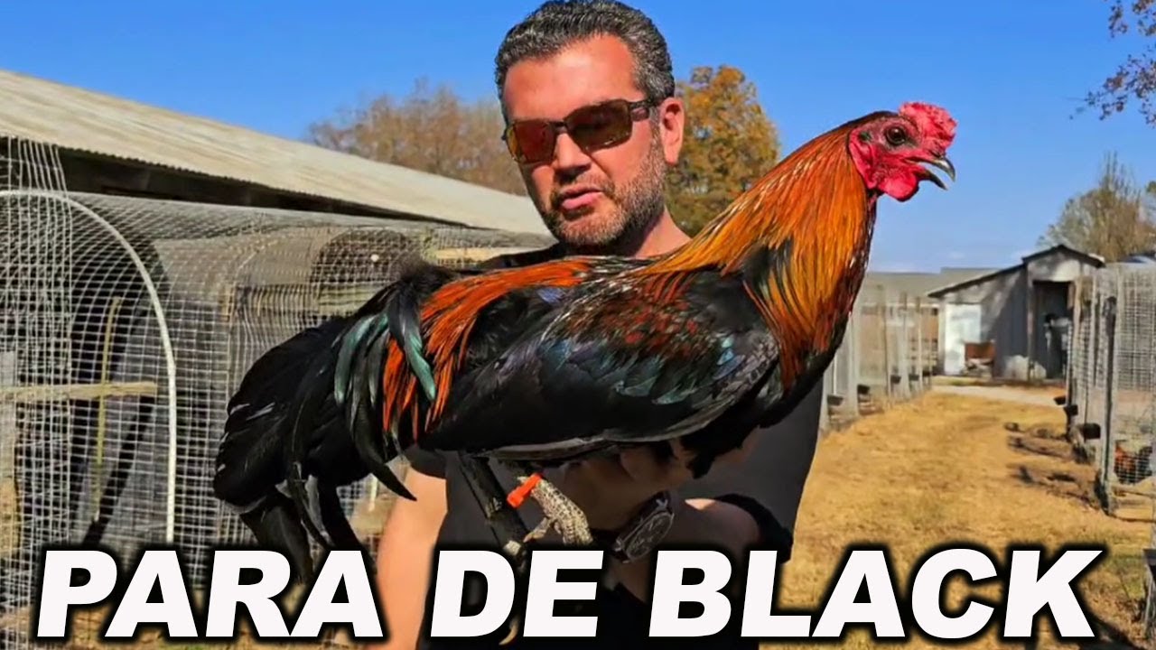 Beautiful Birds Black Asil Jeremy Chandler Juan Santos JGB MEXICO