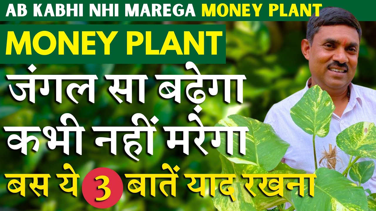 जंगल सा बढ़ेगा कभी नहीं मरेगा आपका मनी प्लांट का पौधा, बस ये 3 बातें याद रखना || MONEY PLANT CARE