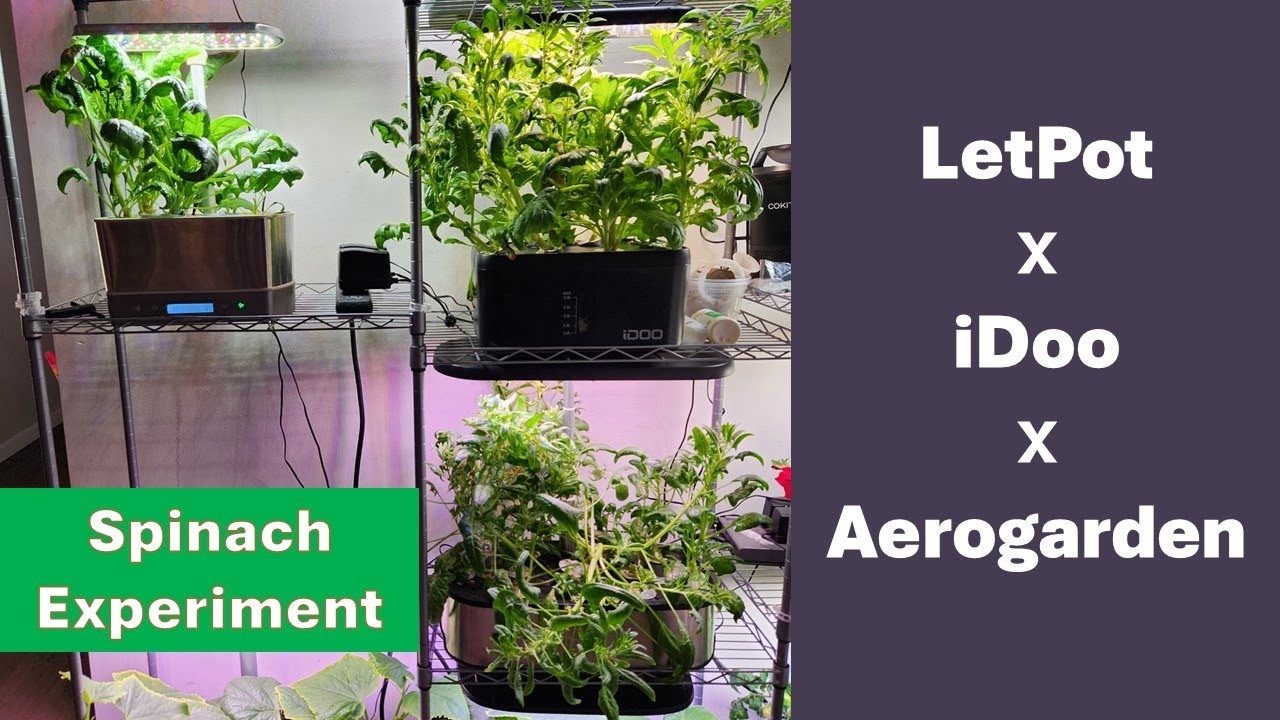 LetPot против iDoo против Aerogarden, шпинат в трёх садах, эксперимент бок о бок