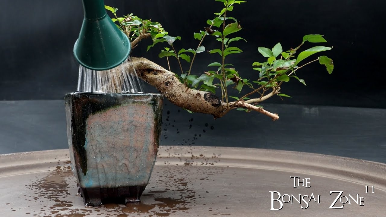 Repotting My Chinese Privet, The Bonsai Zone, March 2024