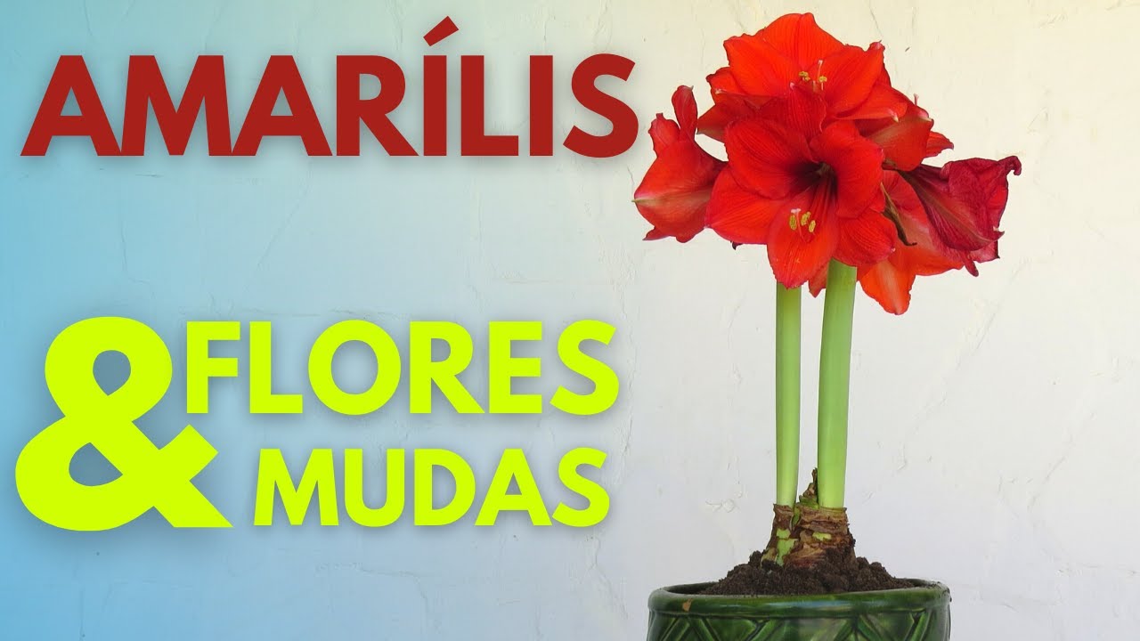 AMARÍLIS como plantar, cuidar, regar, fazer florir e dar muitos bulbos | fazer mudas de amaryllis