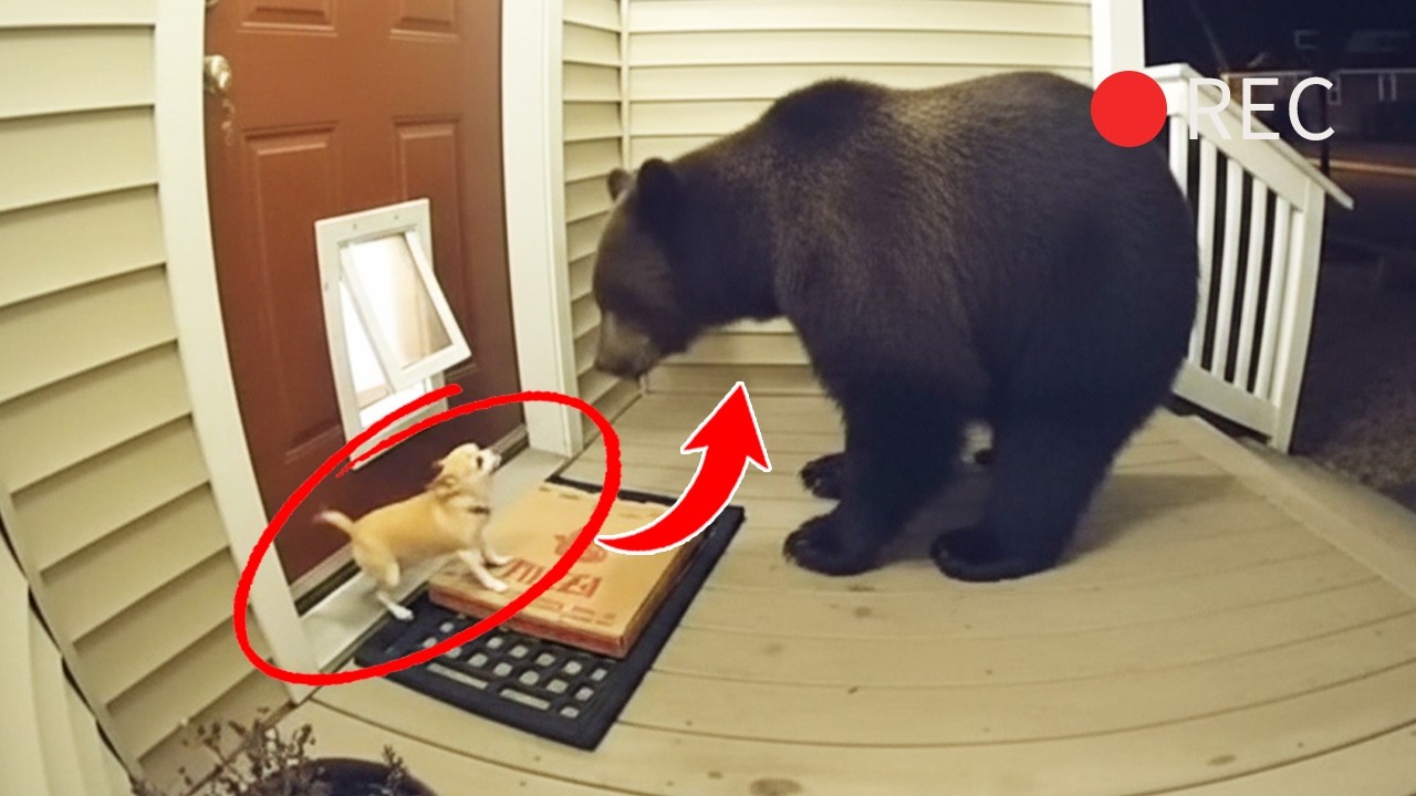 🐻 Bears scared of small DOGS 😂 funny chihuahua videos (CCTV)