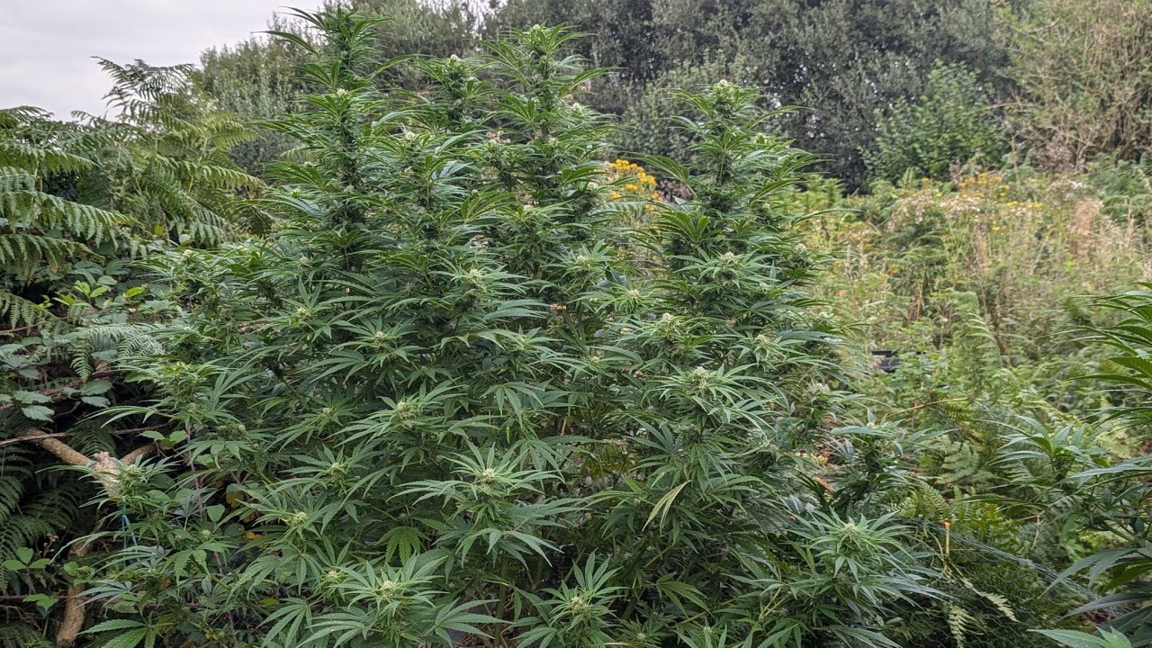 Guerilla Grow UK ep10