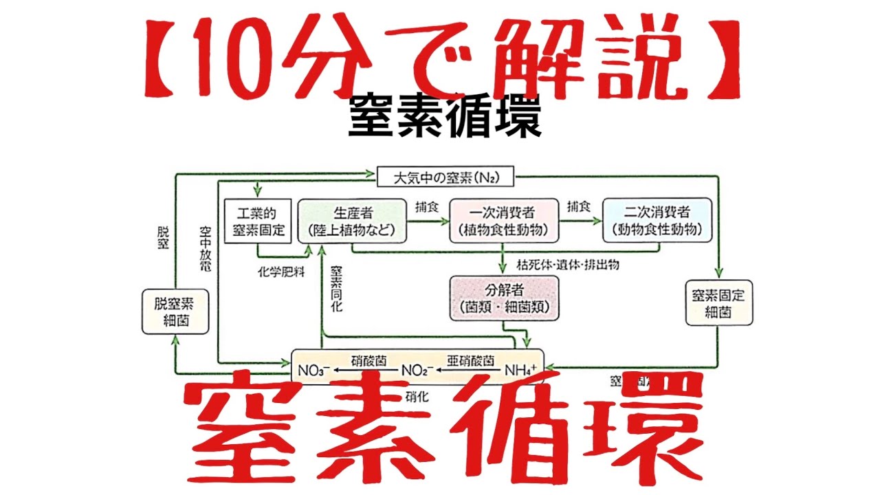 生物基礎 第5章 窒素循環
