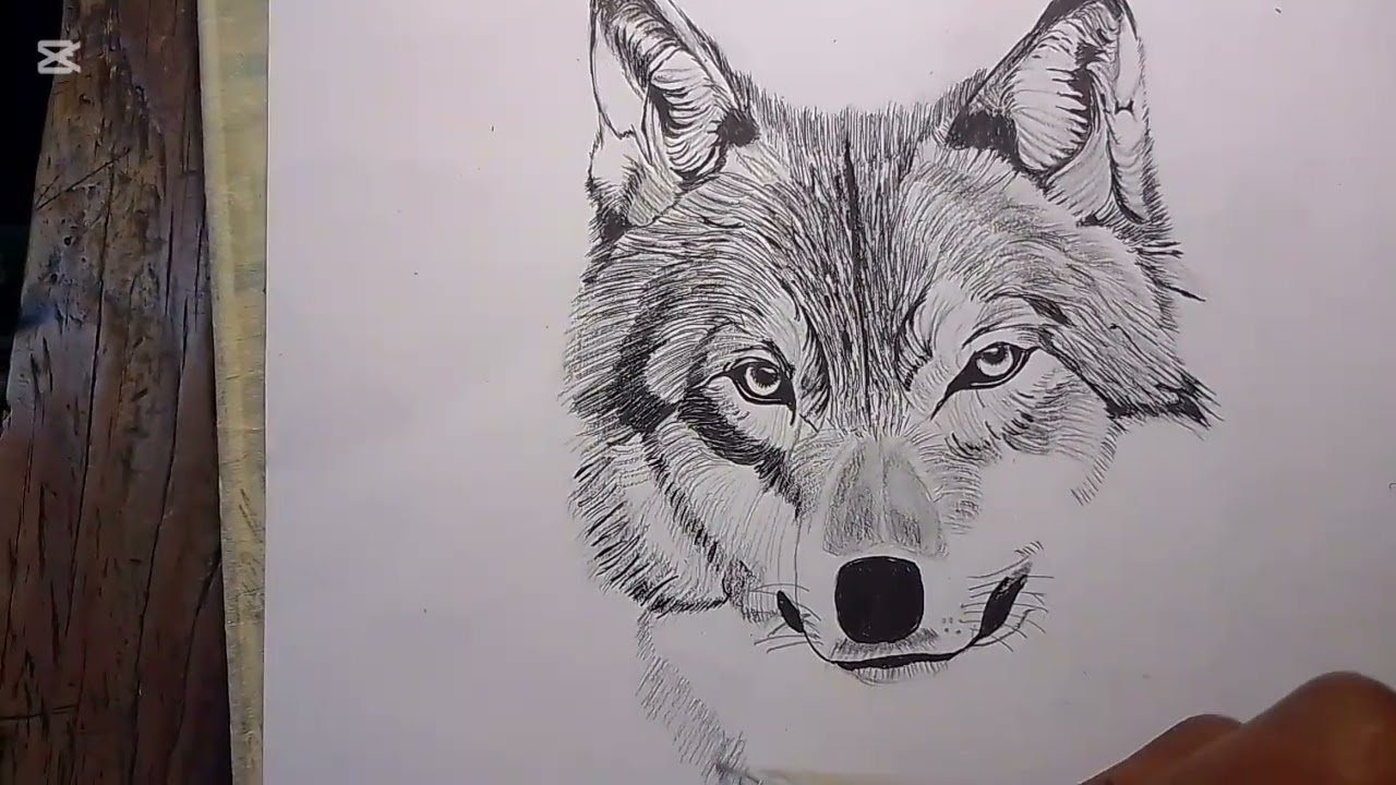 Pencil drawing tutorial - portrait drawing of a Wolf