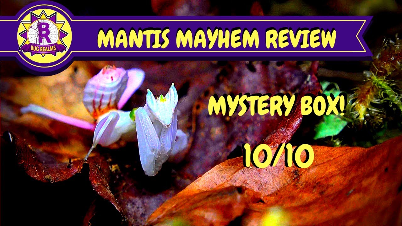 MYSTERY BOX - MANTIS MAYHEM FULL REVIEW!